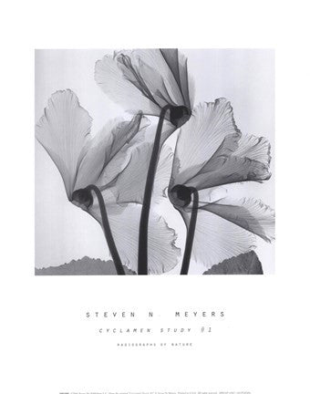 Cyclamen Study No.1