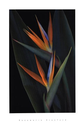 Bird of Paradise