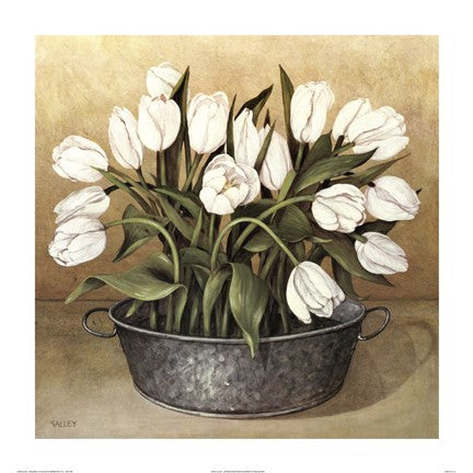 White Tulips