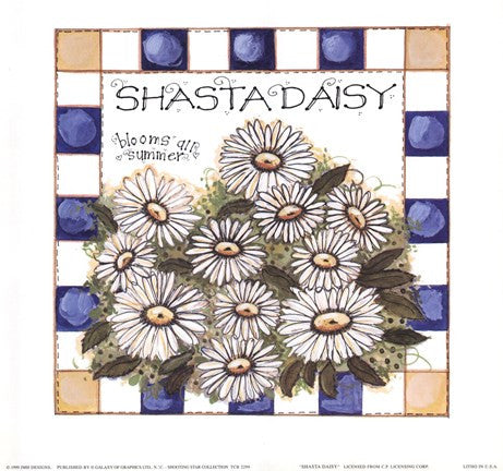 Shasta Daisy