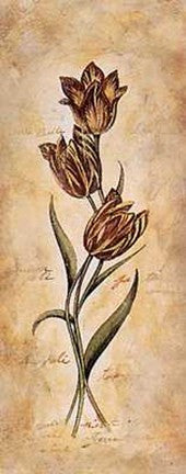 Tulip