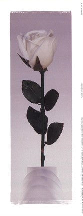 Long Stem Rose