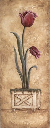 Regal Tulip