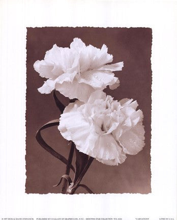 Carnations