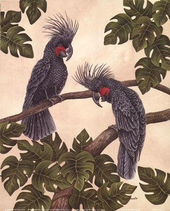 Black Palm Cockatoos