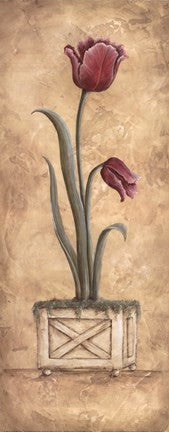 Regal Tulip