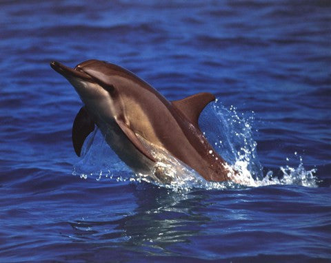 Dolphin - photo