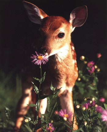 Fawn