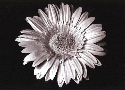 Gerbera