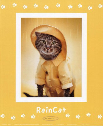 Raincat