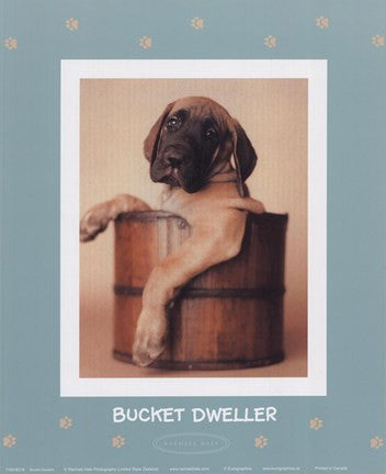 Bucket Dweller