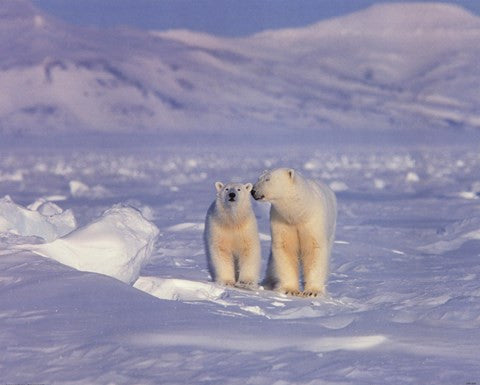 Polar Bears