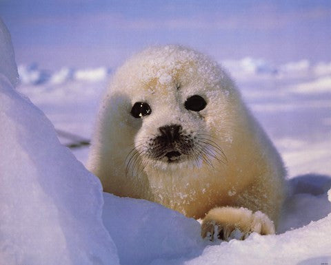 Seal - baby