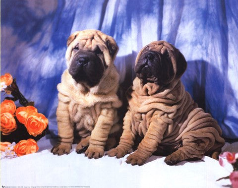 Shar Pei Pups