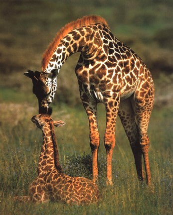 Giraffes