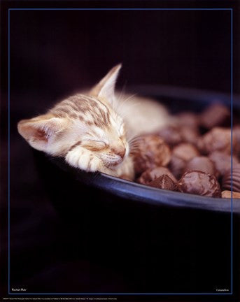 Kitten Sleeping in Bowl