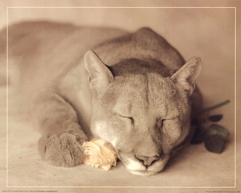 Lion with Rose