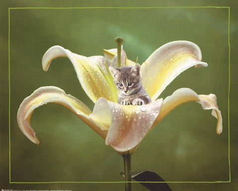 Kitten And Flower