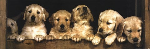 Golden Retriever Puppies