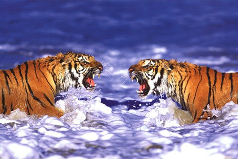 Bengal Tigers Roaring