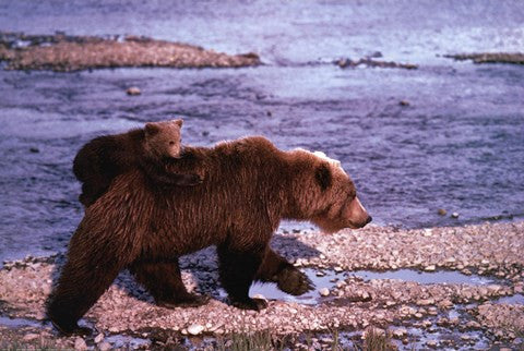 Brown Bear Carrying Cub, Alaska