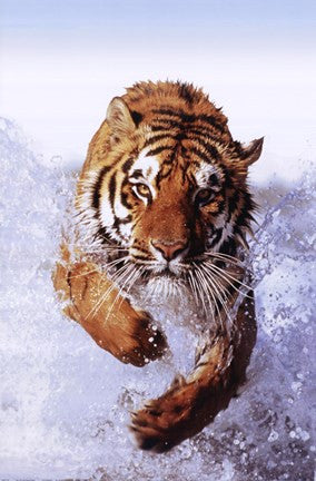 Tiger Running Through Water