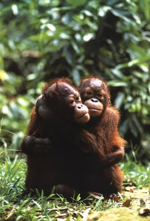 Orangutans