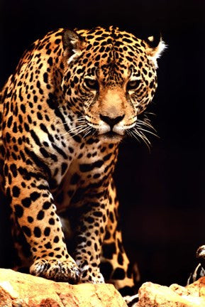 Leopard - photo