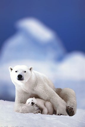 Polar Bear And Baby