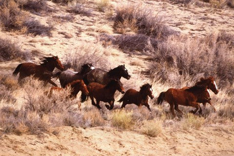 Mustang Horses Running, Wyoming