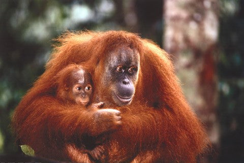 Orangutan And Baby