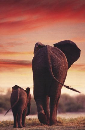 Elephant Walking With Calf