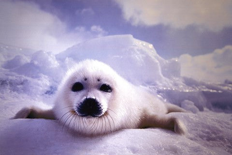 Seal Pup