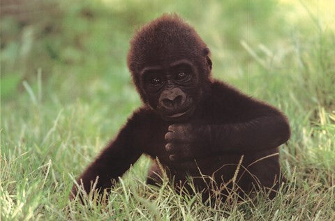 Gorilla Baby