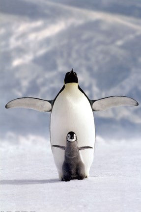 Penguin and Chick