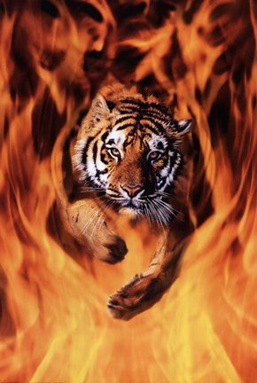 Bengal Tiger Jumping Flames