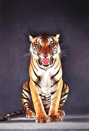 Tiger - gray