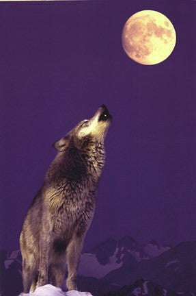 Gray Wolf Howling At Moon