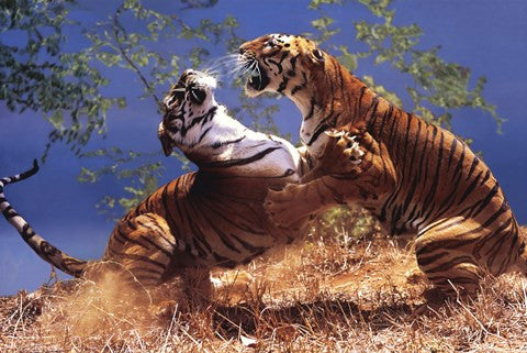 Tigers Fighting