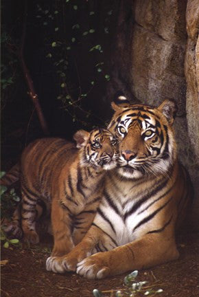 Tiger With Cub