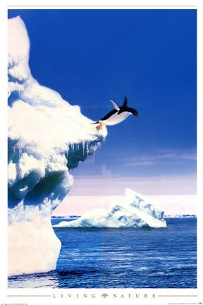 Penguin Flight