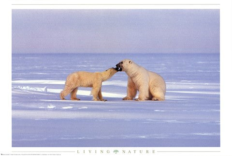 Polar Bear Courting