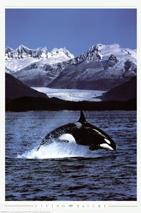 Orca