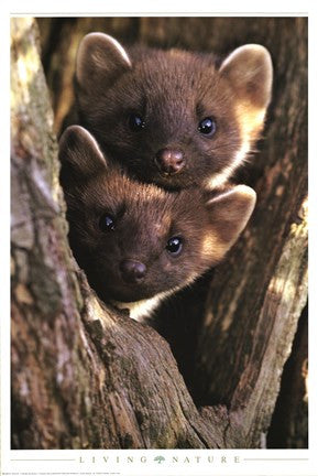 Pine Martens