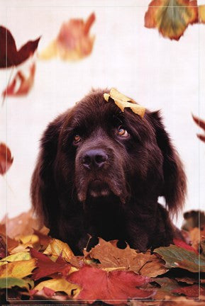 Dog in Leaves