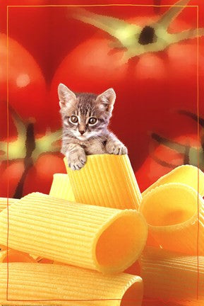 Kitten On Pasta