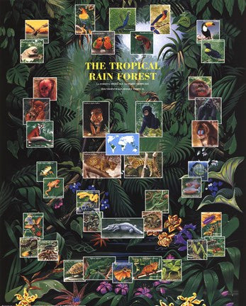 Tropical Rain Forest movie poster