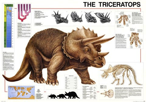 Triceratops