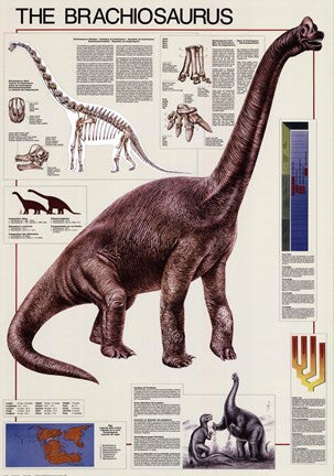 Brachiosaurus