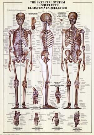 Skeletal System